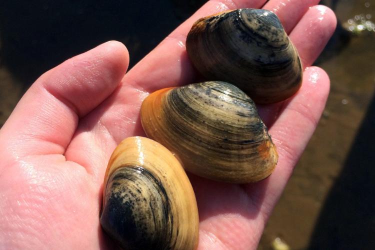 Clam description deals