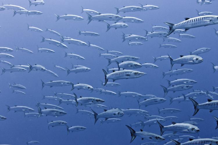 SWA_Sphyraena qenie_JM.jpg