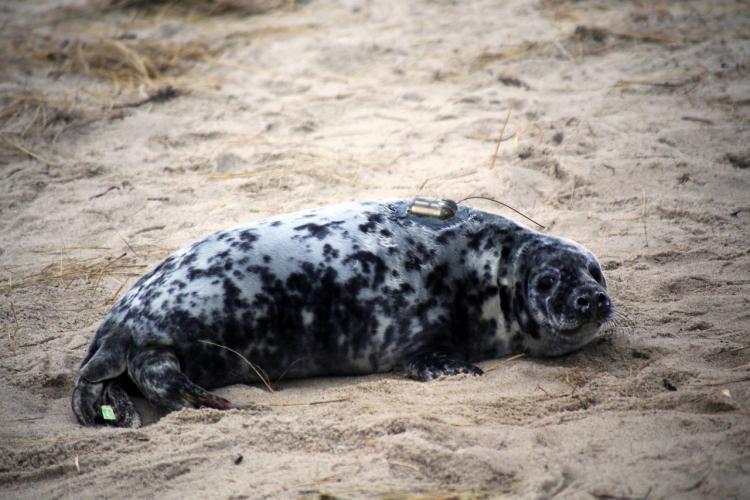 Seal pup on beach, there is a green flipper tag on its tail and a satellite tag between its shoulders. 