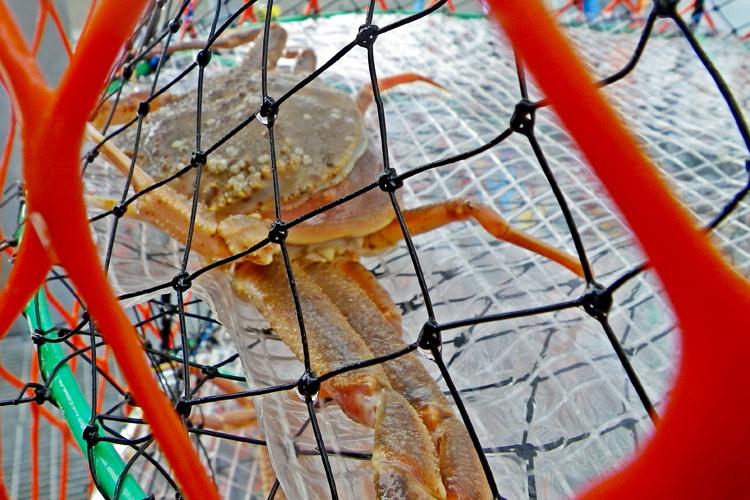 Tanner crab that have molted1.jpg