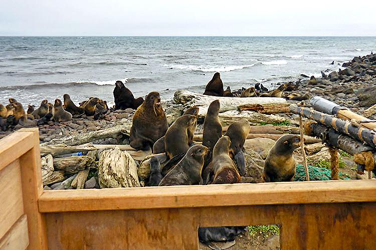 Wood bin in foreground with rookery of seals on beach behind it