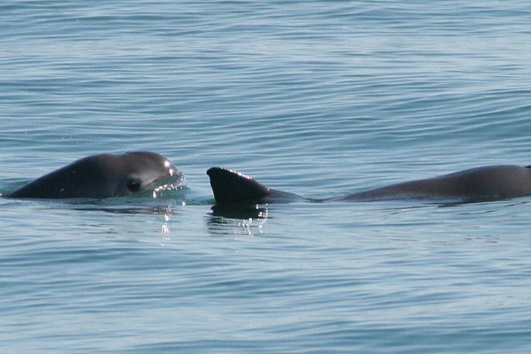 Vaquita coming out of the water. Can see its face and the dorsal fin of another marine mammal ahead.