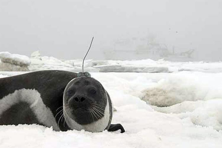 Vessel-based Studies of Ice-Associated Seals.jpg