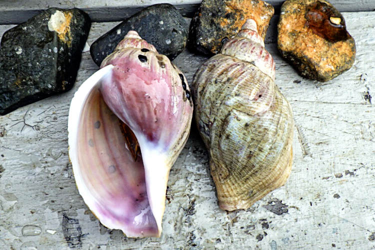 Big shells sitting on a wood deck 