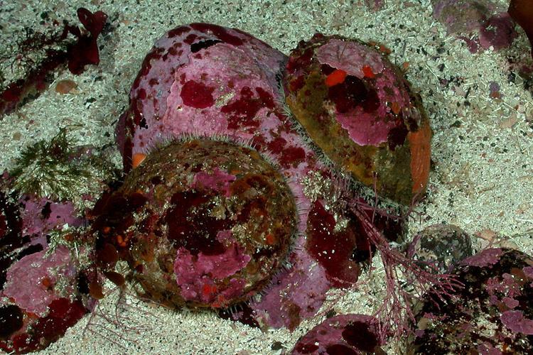 Slightly overhead photo of two white abalone with pink and red buildup on their shells. The abalone are on top of a rock sitting on sandy floor.