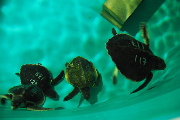 Turtles in the holding tank, number on their shells for identification. 