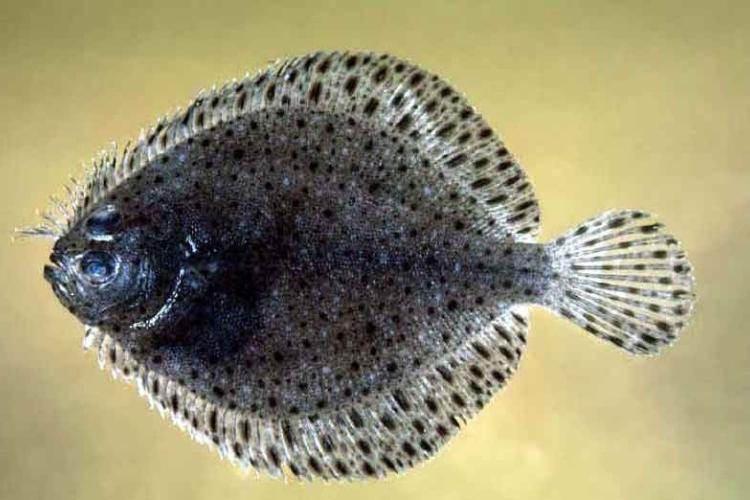 Flounder fish on sale