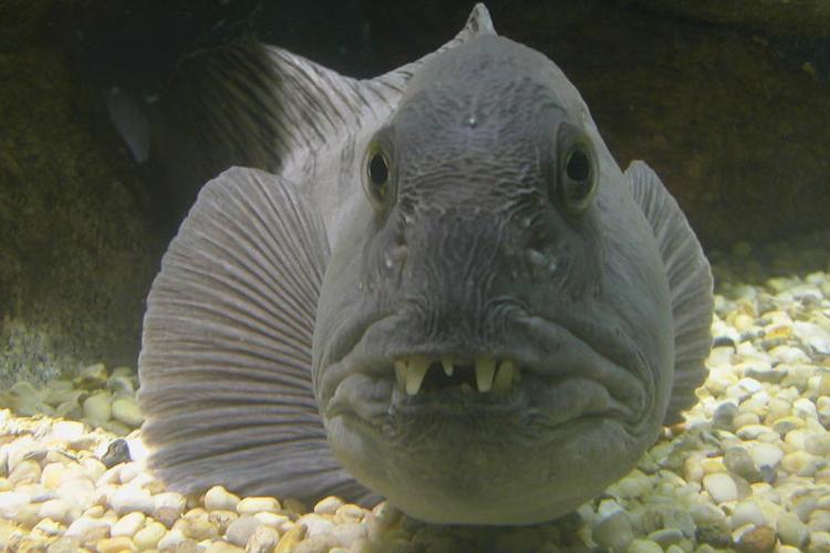 Blueish-gray, big-headed Atlantic wolffish with big eyes and visible crooked, pointy teeth.