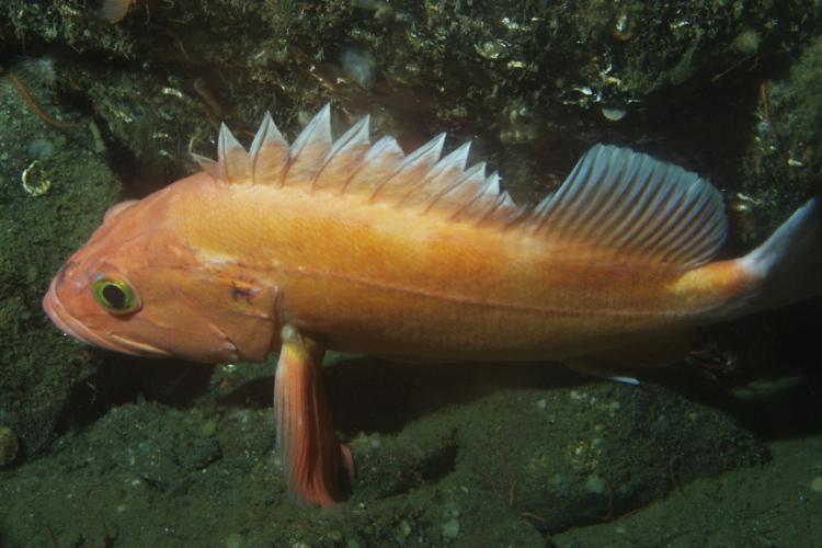 Side profile of yelloweye rockfish surrounded by ocean rocks. Fish has golden orange body with green eyes and spiky, grayish first dorsal fins.  