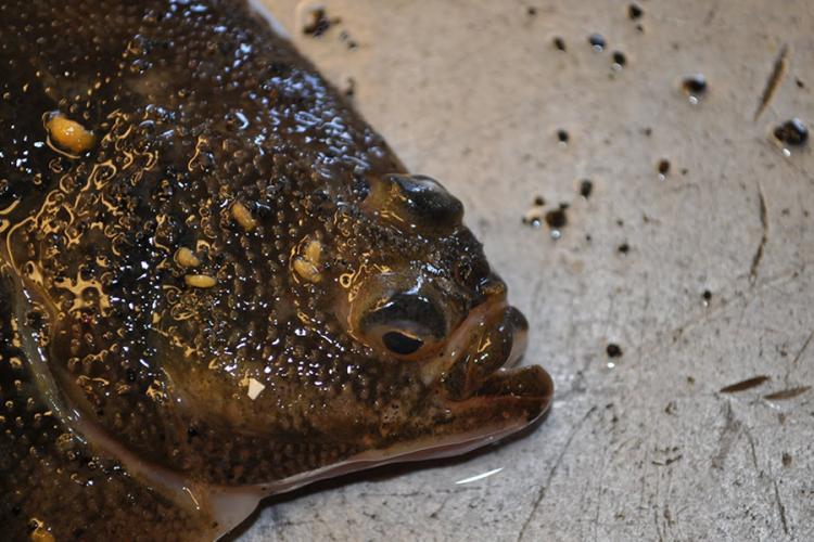 Close-up of dark brown yellowfin sole flatfish face with its small mouth open.
