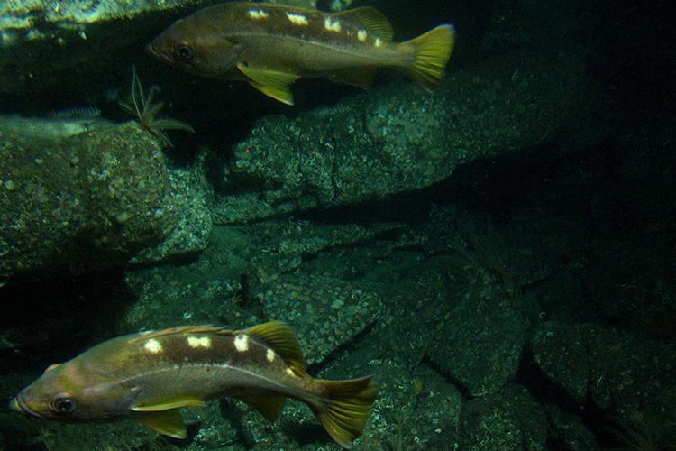 Two yellowtail rockfish swimming around a dark rocky reef environment.