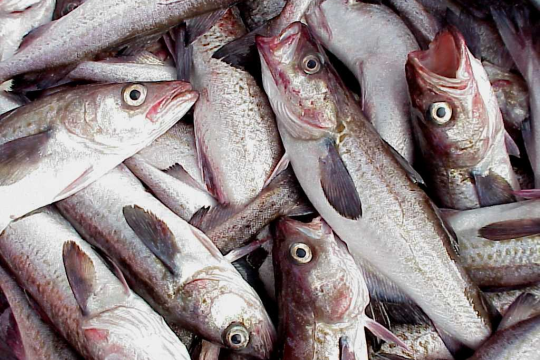 Photo of Alaska pollock catch.
