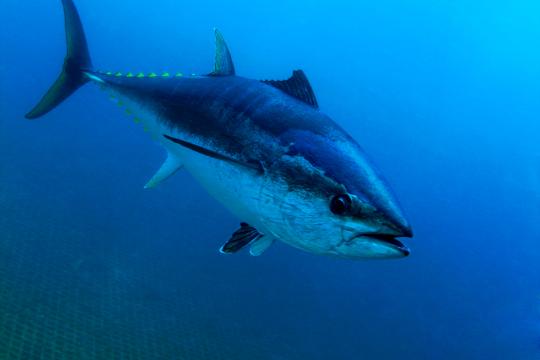 Closeup of Bluefin Tuna