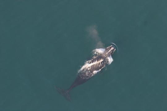 A North Atlantic right whale with propeller scars