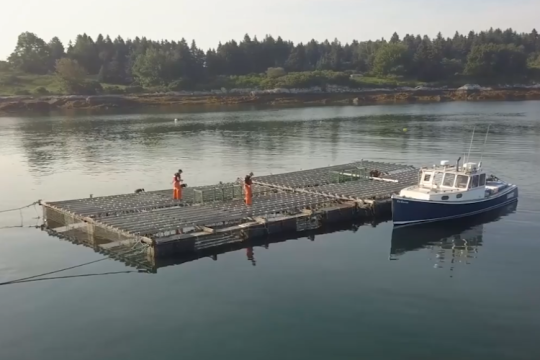 people walking on aquactulture cages in open water near coastline