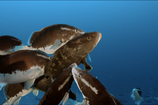 Six black and white fish group together in a spawning aggregation in the deep blue water.