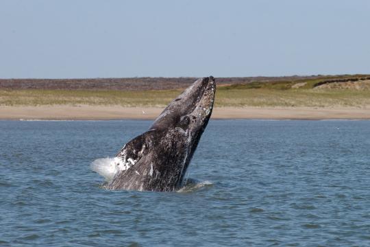Breaching gray whale