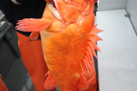 Rockfish popping eyes