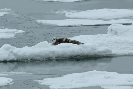 A bearded seal pup rests on sea ice. Credit John Jansen/NOAA Fisheries