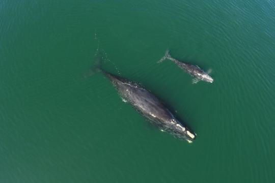 NARW #3720 and calf