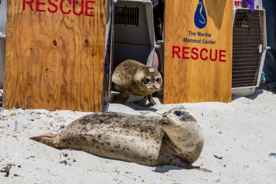 Photo of harbor seals being released following rehabilitation at The Marine Mammal Center, California.