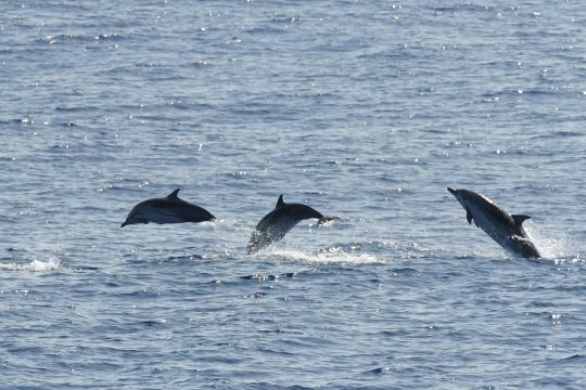 Striped dolphins seen offshore of the Mariana Archipelago in summer 2018.