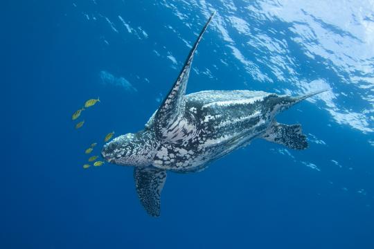 Large black and white sea turtle swims in the blue ocean with yellow and black striped fish