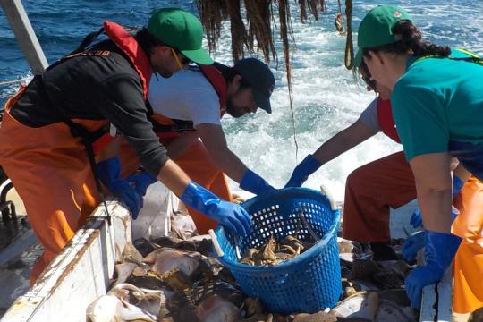 Fishery observers counting catch on a fishing vessel. 