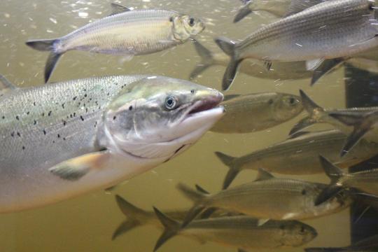 An Atlantic salmon swims in the viewing box at the Milford fish lift, with river herring in the background.