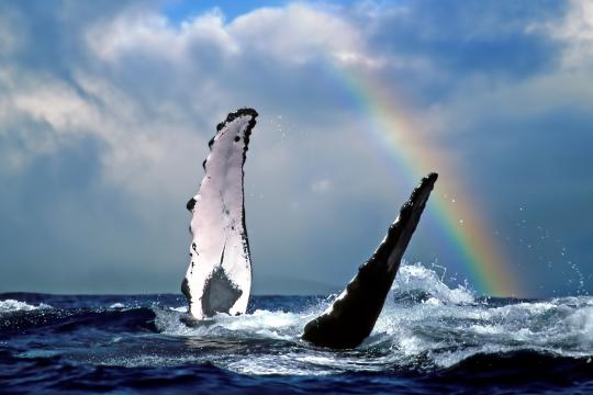 Humpback whale under rainbow