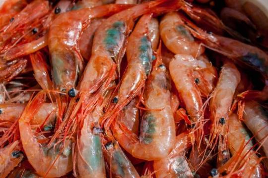 A pile of brightly colored live shrimp with dark areas on the abdomen. Eyes, tentacles on the head, and segmented hard shells are clearly visible.
