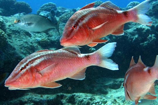 One white goatgish and three red kumu fish swimming.