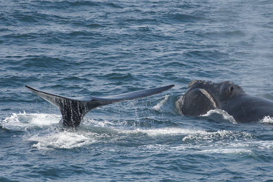 Tail of one north Pacific right whale shown as it dives next to second whale with head above water.
