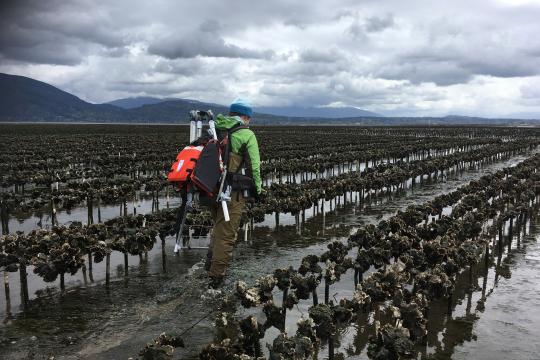 Oysters