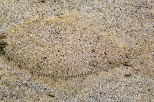 A very flat fish whose coloring blends into the sandy ocean bottom. 