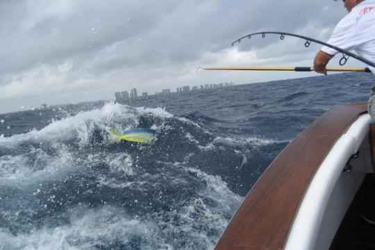 An angler hooks a dolphinfish off the coast of Florida. Photo by Ian VanMoorhe of Fort Lauderdale, Florida.