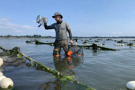 A person in waders in the water checking crab traps.