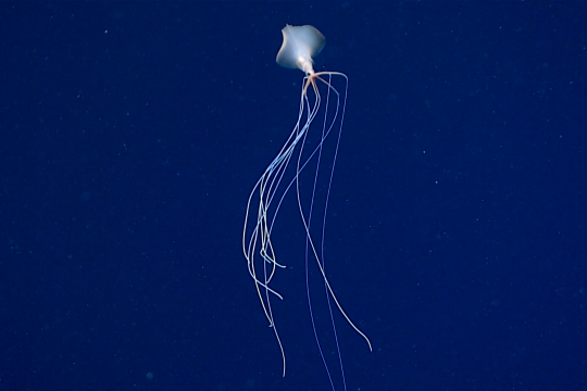 Big fin squid