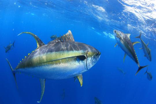 Yellowfin tuna underwater