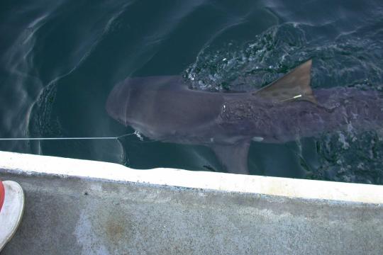 Photo looking down on a gray tiger shark caught on a line and brought up to water surface.