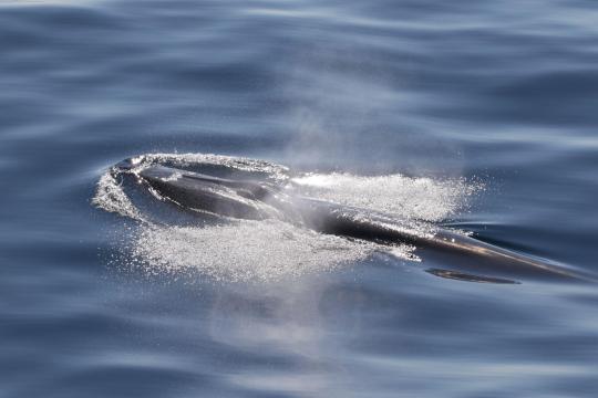 Rice's whale surfacing.
