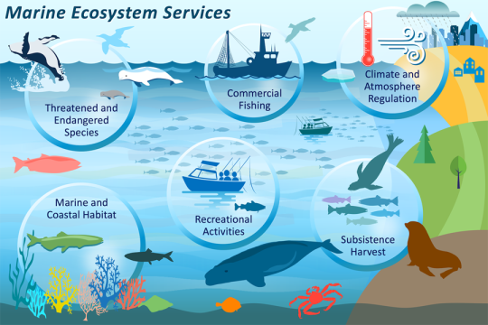 Infographic showing examples of marine and coastal ecosystem services
