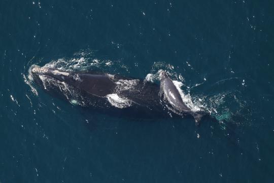 North Atlantic right whale #4180 and new calf