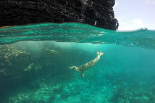 A seal dives off the coast of Nihoa island. It’s easy to imagine how biologists could miss the seals out to sea in a single-day survey. Credit: NOAA Fisheries (Permit #22677)