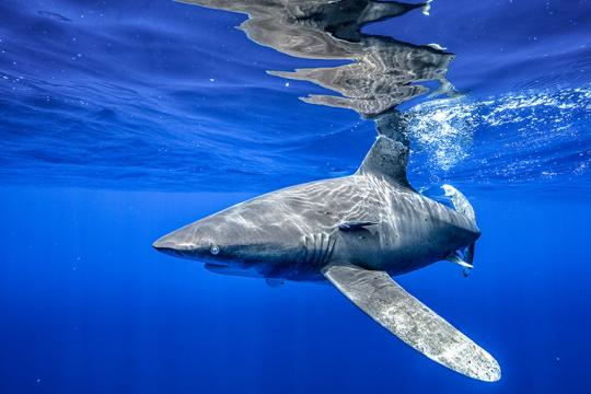 Oceanic whitetip shark swimming in deep ocean waters.