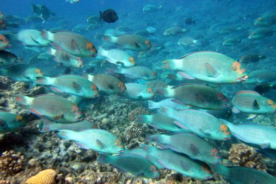 A school of large parrotfish (Chlorurus frontalis) observed during fish surveys on a coral reef. 