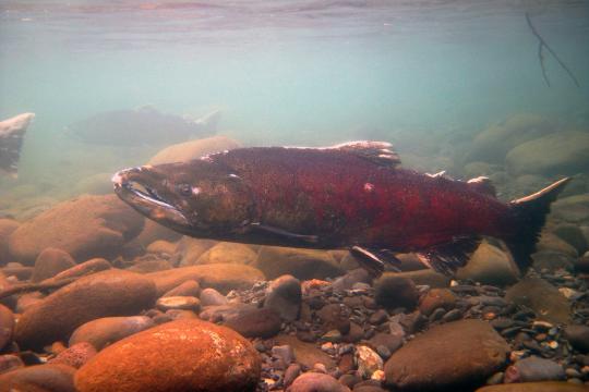 A male salmon swims underwater along a rocky bottom