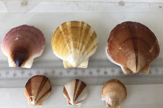 A color image taken in a well-lit laboratory counter. A ruler is laid horizontally in the center of the image in the background. Three larger scallops are laid side-by-side along the top edge of the ruler and three smaller scallops are laid side-by-side along the lower edge. Each scallop has distinct, and different, striped patterns on the top shells.
