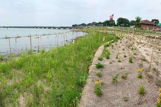 Shoreline with newly planted vegetation