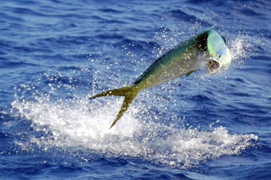 Mahi on line